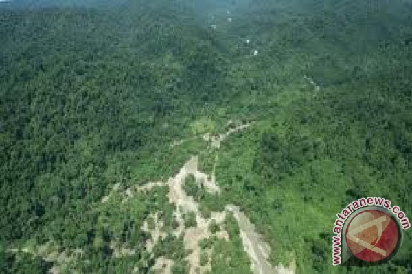 Luas hutan di Sulteng menurun Luas hutan di Sulteng menurun
