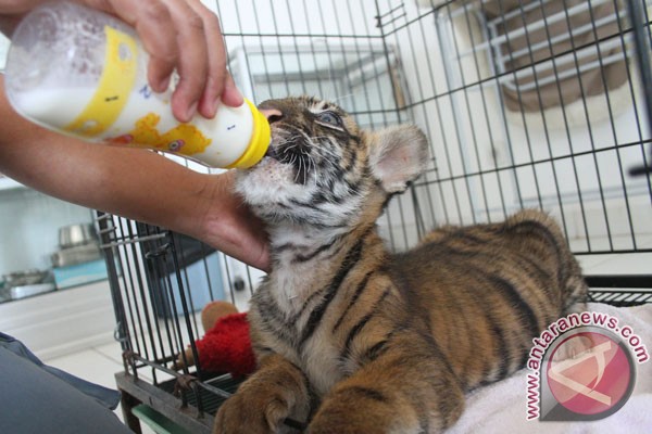 Bayi harimau sumatera diotopsi Bayi harimau sumatera diotopsi