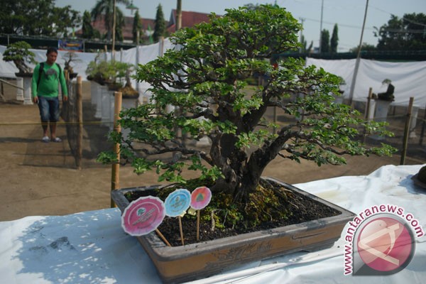 Bonsai Indonesia diakui dunia Bonsai Indonesia diakui dunia