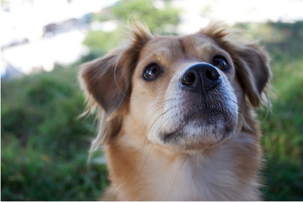 Anjing mungkin memahami kesedihan manusia Anjing mungkin memahami kesedihan manusia