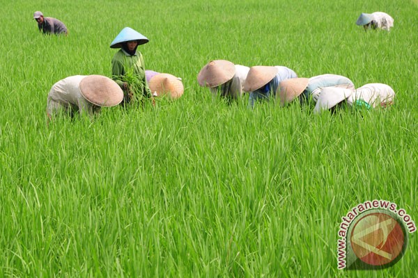 Tikus serang ratusan hektare sawah di Banyumas Tikus serang ratusan hektare sawah di Banyumas