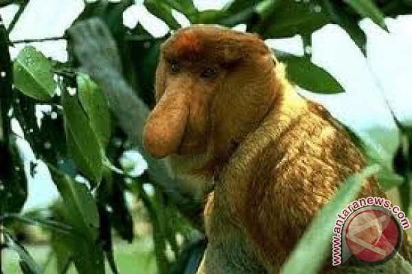 Bekantan terancam punah di Kotabaru Bekantan terancam punah di Kotabaru