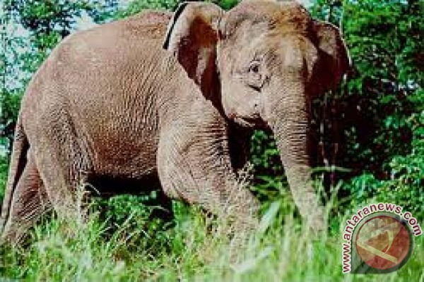 Perkiraan populasi gajah dunia Perkiraan populasi gajah dunia