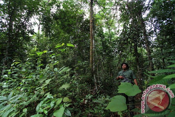 Kemenhut: laju deforestasi Indonesia menurun Kemenhut: laju deforestasi Indonesia menurun