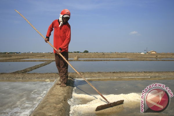 Pemkab Kupang kembangkan tambak garam Pemkab Kupang kembangkan tambak garam