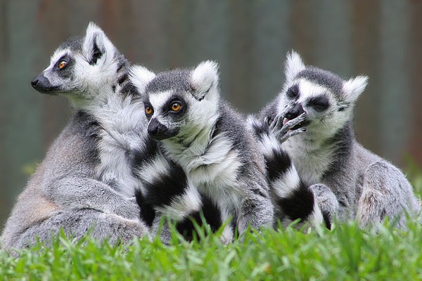 Madagaskar bangun taman lemur terbesar Madagaskar bangun taman lemur terbesar