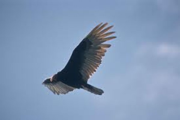 Gara-gara burung bangkai, pesawat PM Kanada dikandangkan Gara-gara burung bangkai, pesawat PM Kanada dikandangkan