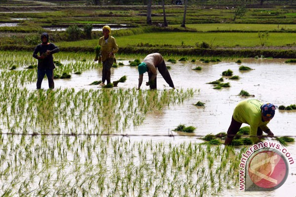 Gorontalo Utara siapkan daerah sebagai produsen pangan Gorontalo Utara siapkan daerah sebagai produsen pangan