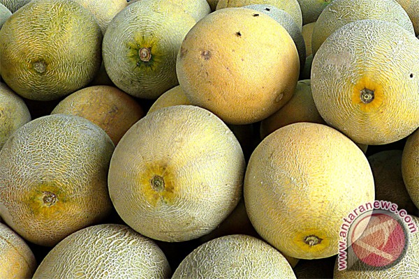 Petani melon di Kulon Progo untung besar Petani melon di Kulon Progo untung besar