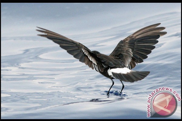 Burung laut Petrel kenali keluarga lewat bau Burung laut Petrel kenali keluarga lewat bau