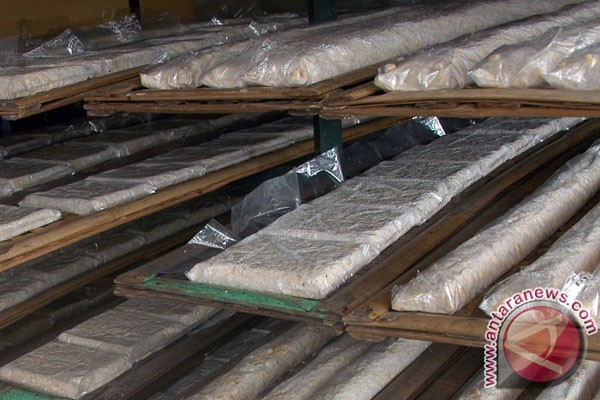 Pengusaha tempe mulai campur kedelai dengan jagung Pengusaha tempe mulai campur kedelai dengan jagung