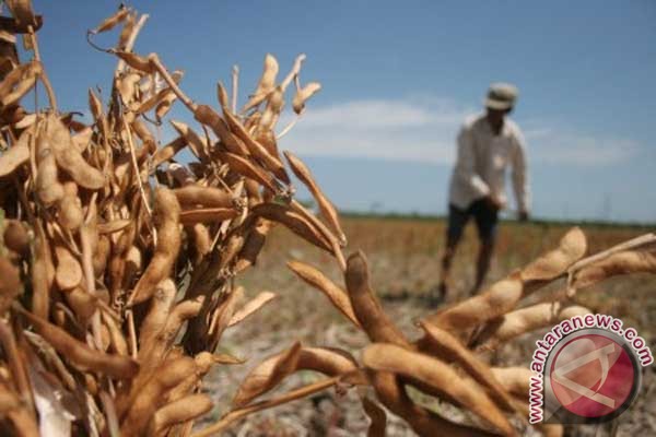 Pemerintah diminta tingkatkan produksi kedelai nasional Pemerintah diminta tingkatkan produksi kedelai nasional