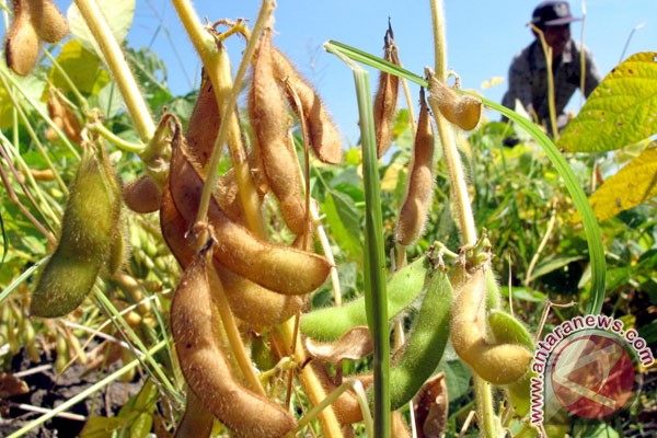 Petani Kebumen panen kedelai Petani Kebumen panen kedelai