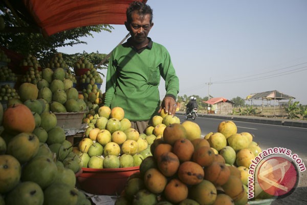 Kemarau untungkan petani mangga Indramayu Kemarau untungkan petani mangga Indramayu