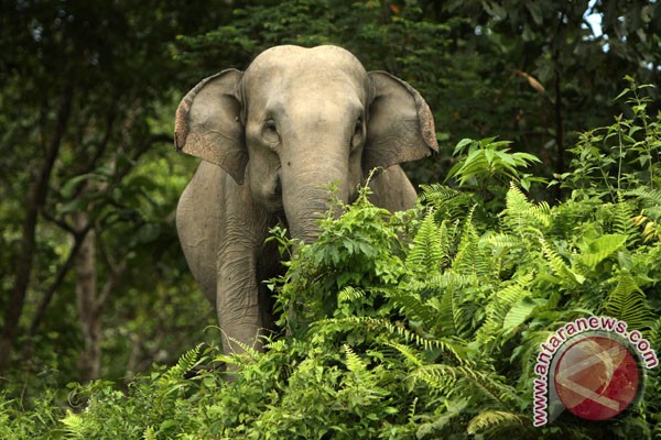 Taman Rimba Jambi tambah koleksi gajah Sumatera Taman Rimba Jambi tambah koleksi gajah Sumatera