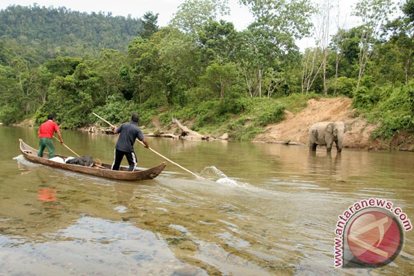 gajah sumatera