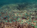 Pemandangan Bawah Laut