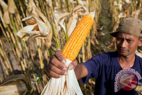 Harga jagung di Lampung Selatan bertahan tinggi Harga jagung di Lampung Selatan bertahan tinggi