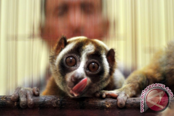 Tiga spesies baru Kukang ditemukan di Kalimantan Tiga spesies baru Kukang ditemukan di Kalimantan