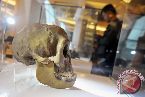 Fosil manusia purba tertua di Cekungan Soa Flores ditemukan