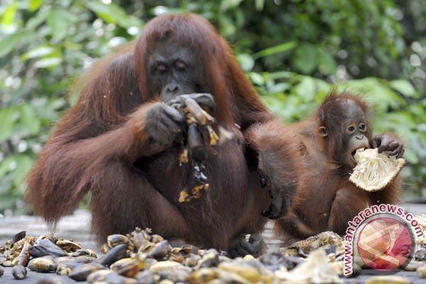 Orangutan Sumatra terancam punah Orangutan Sumatra terancam punah