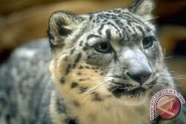 Macan tutul salju yang terancam punah terlihat di Qomolangma