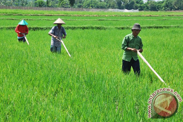 Sukabumi buka 215 hektare lahan pertanian baru Sukabumi buka 215 hektare lahan pertanian baru