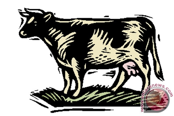 Selandia Baru janjikan sapi perah untuk Sumbar Selandia Baru janjikan sapi perah untuk Sumbar