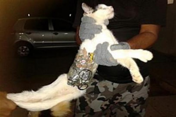 Seekor kucing "ditahan" saat masuk ke penjara - ANTARA News