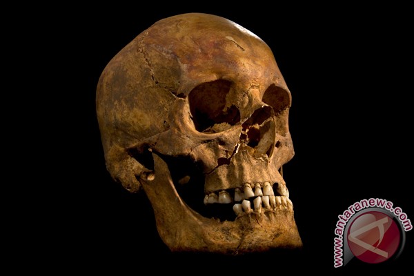 Peneliti: kerangka Raja Richard III ditemukan di lahan parkir Peneliti: kerangka Raja Richard III ditemukan di lahan parkir