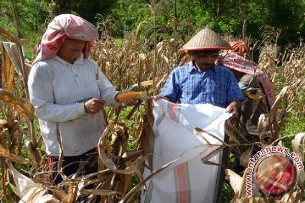 UNDP kenalkan biochar, produksi jagung naik empat kali lipat UNDP kenalkan biochar, produksi jagung naik empat kali lipat