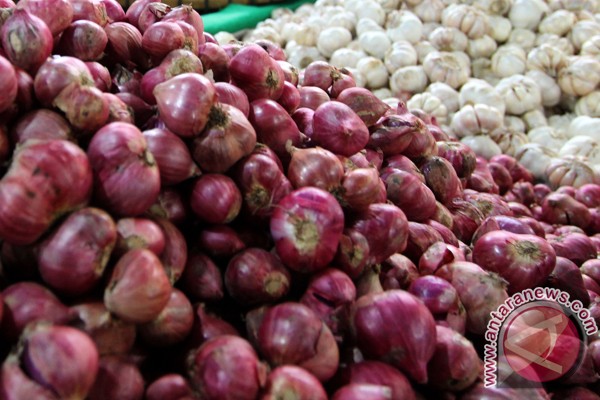 NTB siap pasok bawang untuk provinsi tetangga NTB siap pasok bawang untuk provinsi tetangga