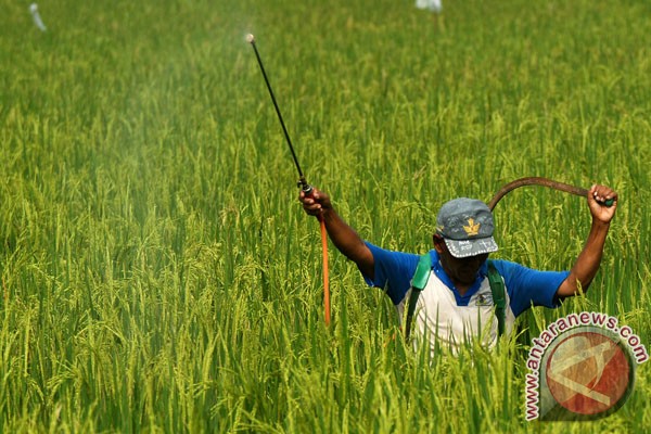 Masker Pestisida bahaya pestisida kimia foto antara news Masker Pestisida bahaya pestisida kimia foto antara news