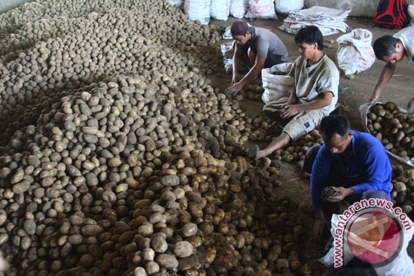 Dirjen hortikultura bantu pengembangan kentang Solok Selatan Dirjen hortikultura bantu pengembangan kentang Solok Selatan