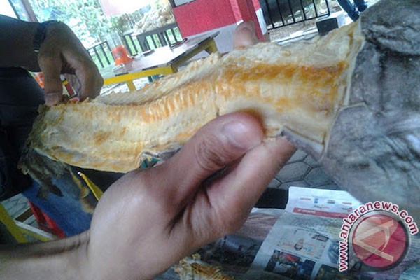 Tulang jambal roti; awalnya limbah kini jadi rebutan Tulang jambal roti; awalnya limbah kini jadi rebutan