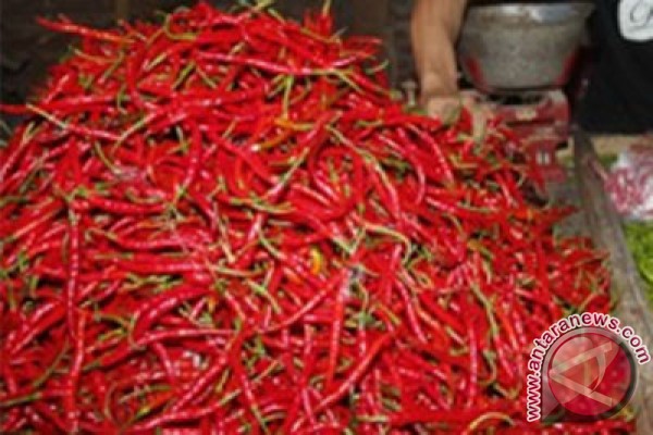 Harga cabe merah sedikit naik Harga cabe merah sedikit naik