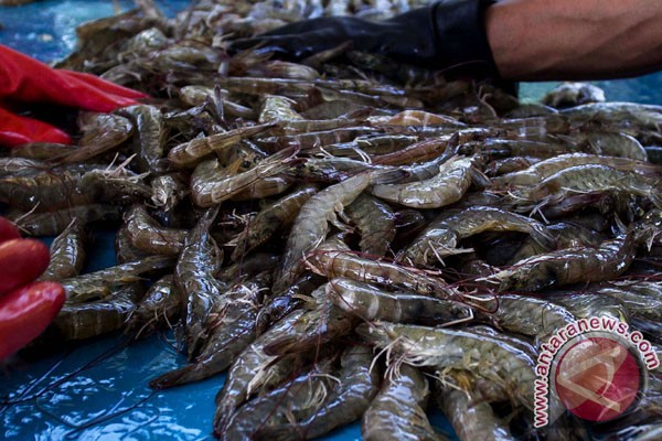 Prices of Indonesian shrimp surge Prices of Indonesian shrimp surge