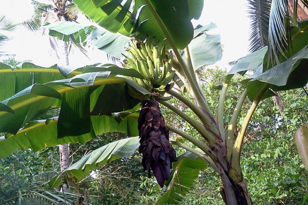 Mahasiswi Ubaya olah pelepah pisang jadi sandal Mahasiswi Ubaya olah pelepah pisang jadi sandal