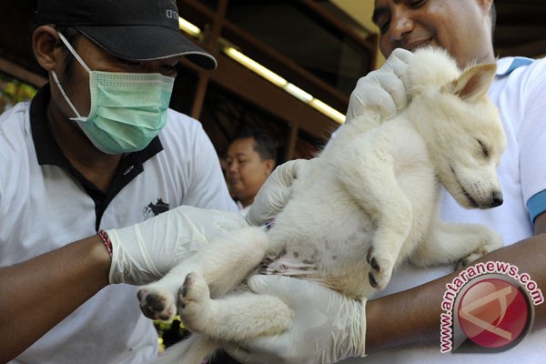 Sulteng kehabisan persediaan vaksin rabies Sulteng kehabisan persediaan vaksin rabies