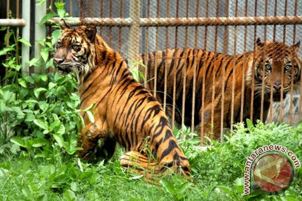 Harimau Sumatra korban jerat akhirnya mati Harimau Sumatra korban jerat akhirnya mati