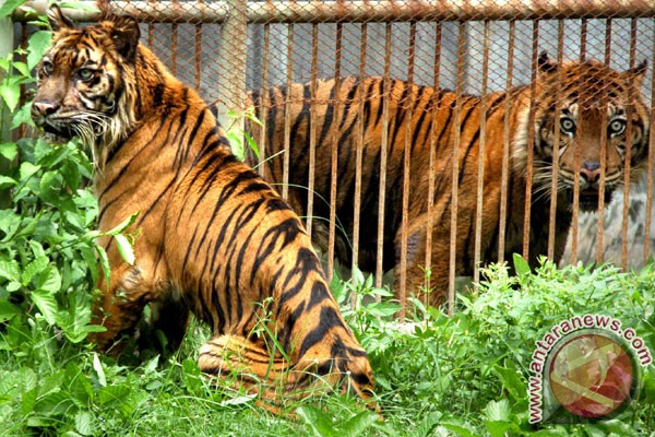 Dua Harimau Sumatera berhasil dikembalikan ke alam liar 