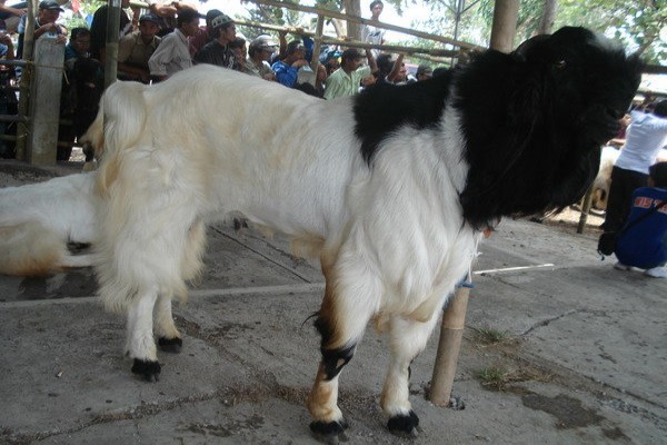 Kontes kambing PE jadi obyek wisata Kontes kambing PE jadi obyek wisata