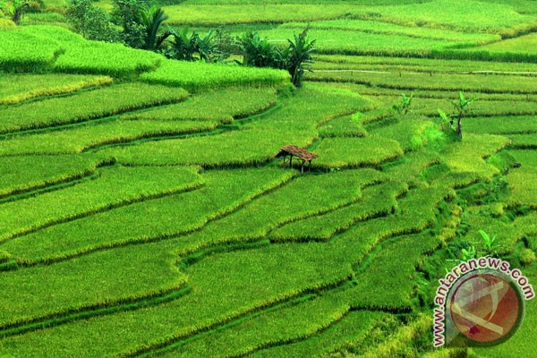 Indonesia butuh tambahan lahan pertanian 200.000 ha - ANTARA News