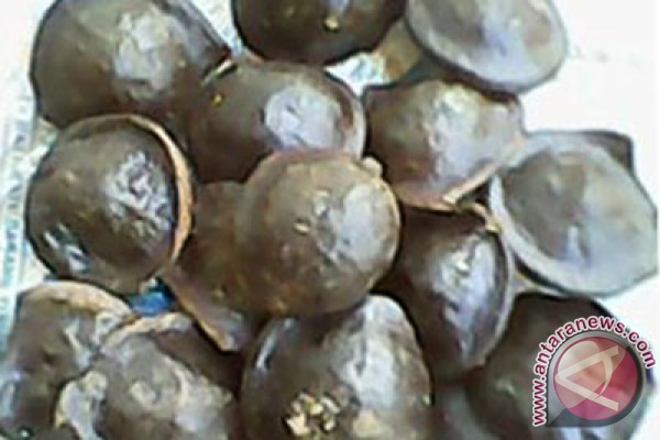 Harga jengkol di Bogor Rp 60.000/kg Harga jengkol di Bogor Rp 60.000/kg