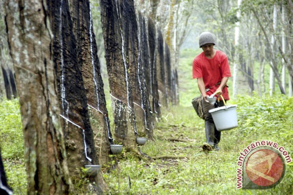 Penurunan permintaan dan kurs tekan harga karet Penurunan permintaan dan kurs tekan harga karet
