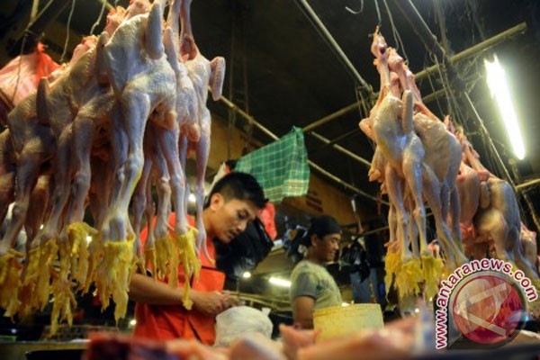 Harga daging ayam potong di Pontianak naik Harga daging ayam potong di Pontianak naik