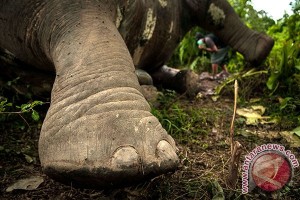 Perburuan Gading Gajah - Foto ANTARA News