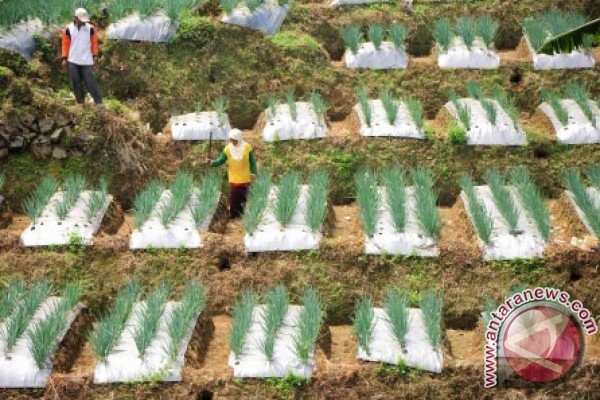 Kementan ingin setiap pulau miliki sentra hortikultura Kementan ingin setiap pulau miliki sentra hortikultura
