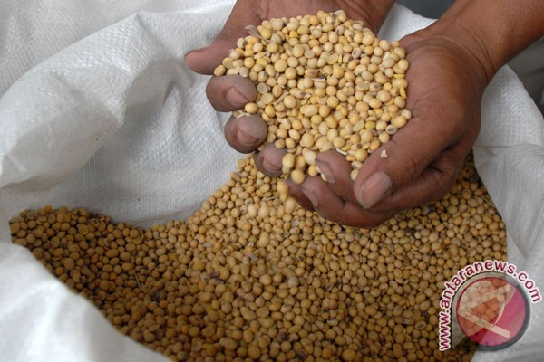 Harga kedelai menaik Harga kedelai menaik