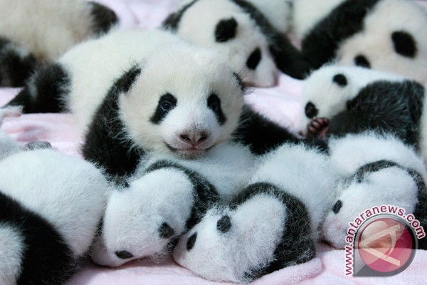 Panda raksasa di Makao lahirkan bayi kembar